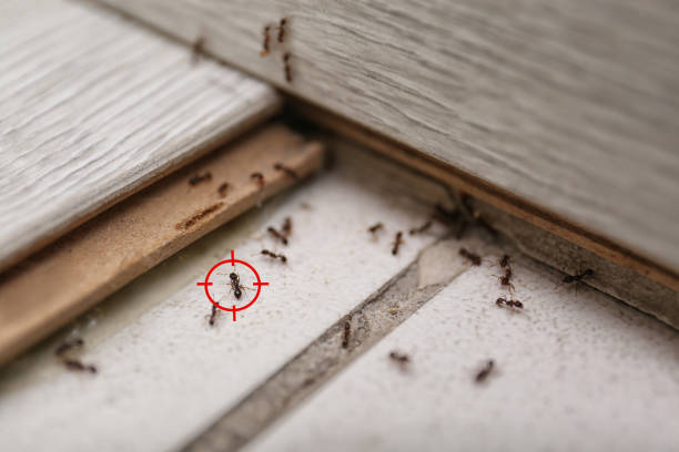 Best Local Pest Control Services  in Prces Lakes, IN