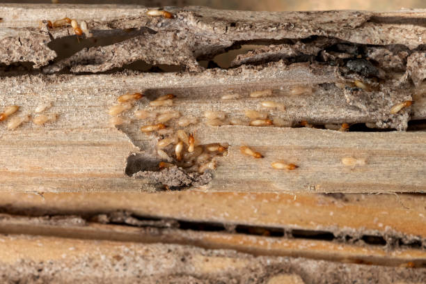 Best Flea Control Services  in Prces Lakes, IN